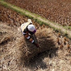 Sawah Gagal Panen Bertambah 70% Jadi 30.000 Hektar