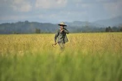 Lahan Pertanian di Sumatera dan Kalimantan Aman dari El Nino