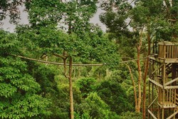 Kembali ke Alam Ala Bukit Bangkirai di Balikpapan