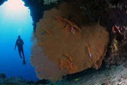 Begini Indahnya Taman Bawah Laut Bunaken di Manado