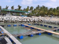 Tukik Babel, Tempat Penangkaran Penyu di Pulau Bangka