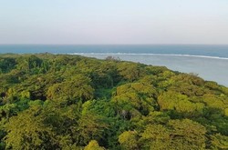 Pulau di Indramayu Ini Dihuni Biawak