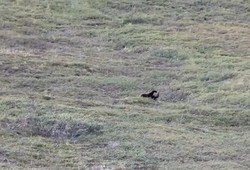 Terekam Kamera! Tingkah Beruang yang Menggemaskan di Alaska