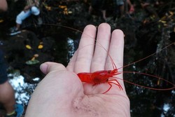 Danau di Buton Punya Udang Merah yang Dikeramatkan