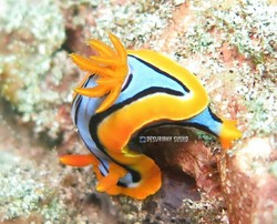 Siput Laut Warna-Warni & Aneka Biota Laut Cantik di Padang Bai