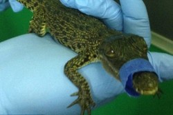 Selundupkan Bayi Buaya, Traveler Didenda Rp 80,6 Juta!