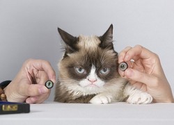 Grumpy Cat Jadi Kucing Patung Lilin Pertama di Madame Tussauds