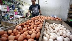 Terakhir 2004, RI Ekspor Lagi Telur Ayam ke Myanmar Rp 2,72 Miliar