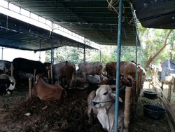 Selain Daging Segar, Harga Sapi Kurban Juga Ikut Naik