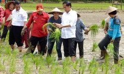 Tekan Impor Pangan, Pemerintah Jokowi Tak Ingin Didikte Negara Lain