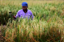 Saran Emil Salim: Pemerintah Harus Intervensi Harga Pangan