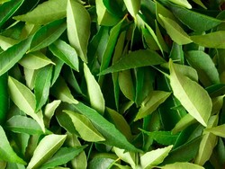 Harum Semerbak Daun Kari Mampu Atasi Kerontokan Rambut dan Cegah Anemia