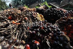 Harga Sawit Anjlok, Program Biodiesel Jadi Harapan Petani