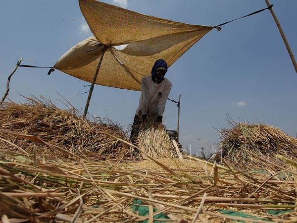 Panen Padi di Majalengka