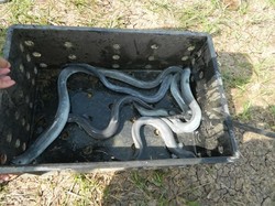 Rezeki Mengular dari Bisnis Ikan Ular Unagi