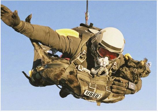 Anjing Militer AS: Menggemaskan, Canggih dan Mematikan