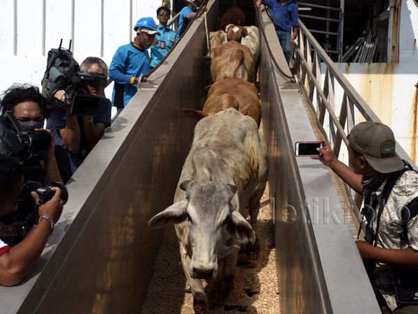Sapi Impor Asal Australia Tiba di Jakarta Sapi Impor Asal Australia Tiba di Jakarta