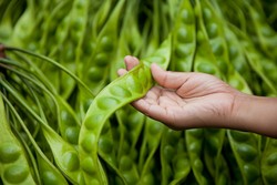 Meskipun Beraroma Tajam, Petai Bisa Atasi Sembelit dan Kendalikan Gula Darah (2)