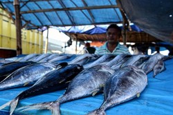 Tangkapan Nelayan Berkurang, Harga Ikan Naik