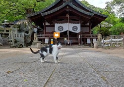 Jadi Kucing Sehari di Jepang dengan Aplikasi Ini