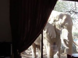 Beredar, Video Gajah Afrika Ingin Masuk Hotel Bareng Turis