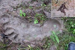 Jejak Kaki Monster Salju Ditemukan di Rusia?