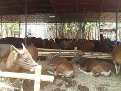 Kuota Dibatasi, Harga Sapi Impor untuk Kurban Naik 30%