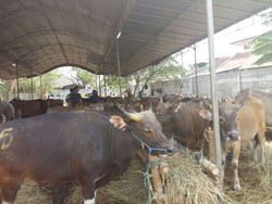 Bandar Sapi dari Depok Ini Raup Ratusan Miliar Rupiah Tiap Idul Adha