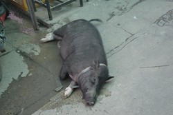 Ketika Babi Tidur Pulas di Jalanan Bangkok