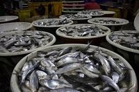 Melihat Sudut-sudut Pasar Ikan Muara Angke