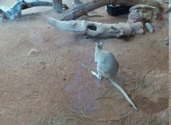 Hobi Hamil & Aneka Fakta Kanguru di WILD LIFE Sydney