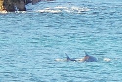 Lihat Lumba-lumba di Port Stephens, Teluk Kiluan-nya Australia