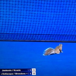 Penyusup Mungil yang Bikin Tertawa di Partai AS Terbuka