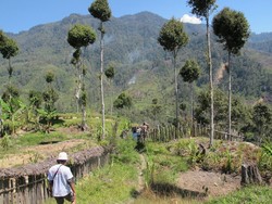 Sugapa, Titik Awal Pendakian ke Carstensz yang Eksotis