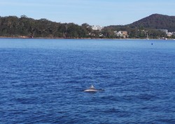 Fakta Unik Lumba-lumba di Port Stephens, Australia