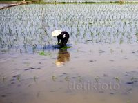 Tanam Padi di Musim Kemarau