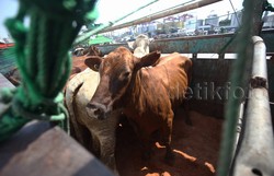 Hanya 4,5% Penduduk RI yang Konsumsi Daging Sapi