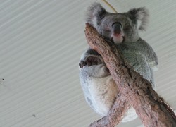Suka Tidur & Aneka Fakta Unik Tentang Koala di Australia