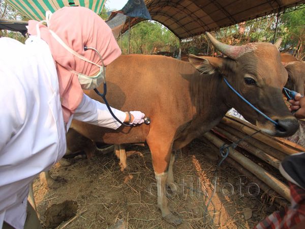 Pemeriksaan Kesehatan Hewan Kurban