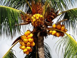 Kelapa Hijau dan Kelapa Gading, Kelapa Khas Indonesia