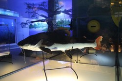 Ide Liburan: Lihat Fauna di Museum Satwa dan Batu Secret Zoo