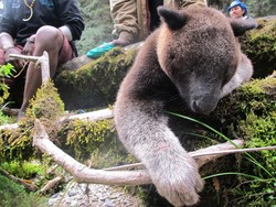 Hari ke-8: Jangan Makan Lagi Kanguru Pohon Papua!