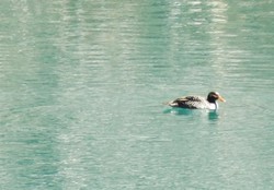 Hari ke-14: Kisah Bebek yang Membawa Salju di Papua