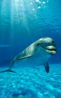 Ups, Wanita Ini Ingin Melahirkan di Laut dengan Lumba-lumba