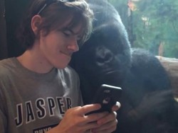 Gorila Juga Bisa Kepo, Lihat Foto di Ponsel Turis