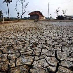 Dampak Kekeringan Hingga Hama, 100.000 Hektar Sawah Gagal Panen