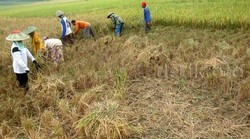 Harga Pangan Jatuh ke Titik Terendah