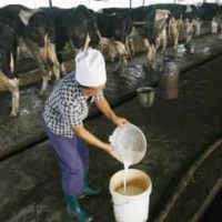 Harga Susu Dunia Jatuh, di RI Harganya Tak Turun