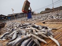 Melihat Perajin Ikan Asin di Muara Baru
