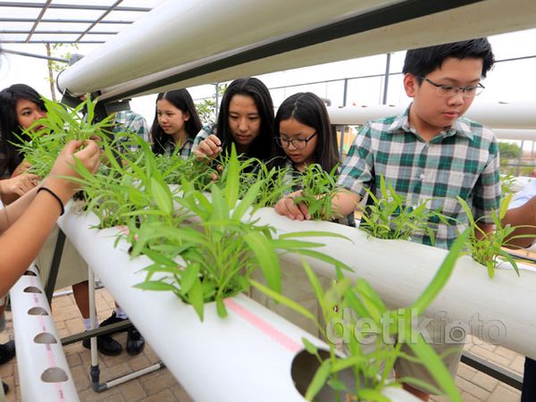 Sekolah Ipeka Plus BSD Usung Konsep Ecoliteracy Studies